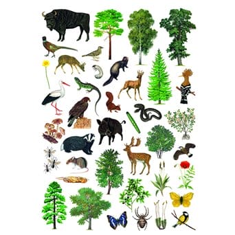 Stickers of forest and wildlife, 137 organisms
