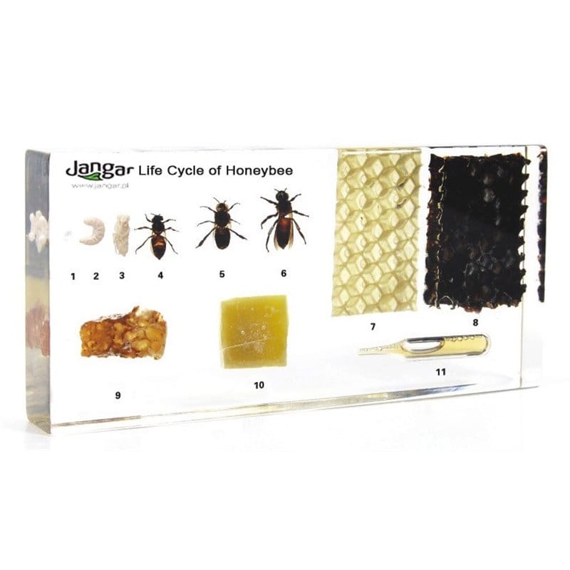 Cykl życiowy pszczoły miodnej i produkty pszczele - 11 okazów zatopionych w tworzywie