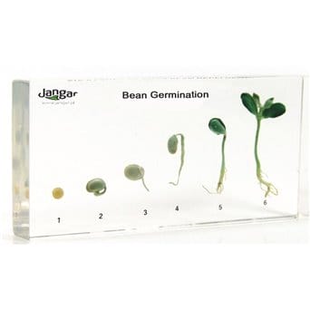 Bean development - 6 specimens sunk into the material
