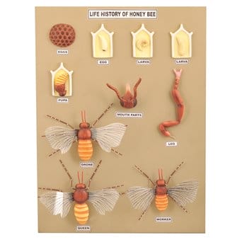 Budowa i cykl życiowy pszczoły - 10 modeli na tablicy