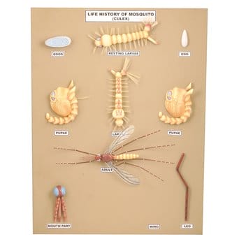 Mosquito construction and life cycle (Culex) - 10 models on the board