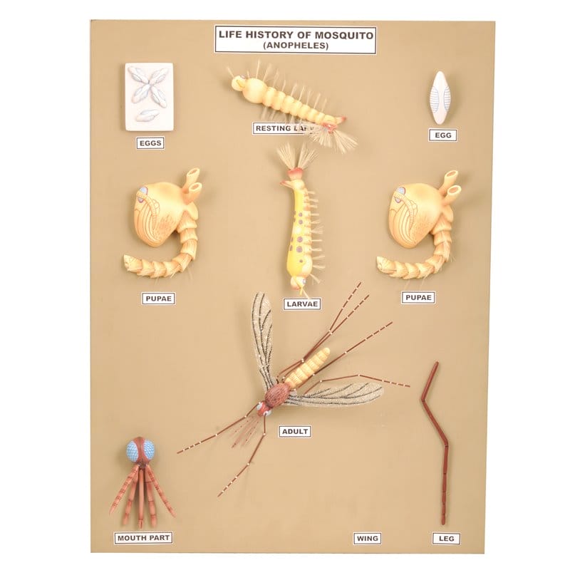 Budowa i cykl życiowy komara (Anopheles) - 10 modeli na tablicy