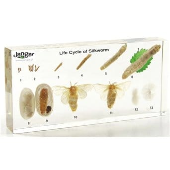 Silkworm life cycle - extended version, 13 specimens sunk in the material