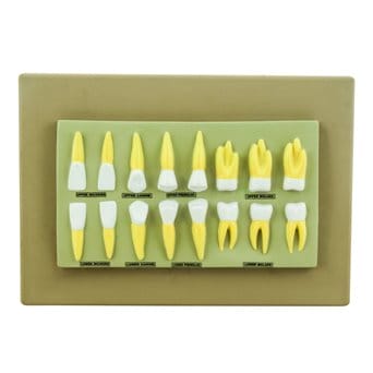 Set of 16 models of teeth on the board