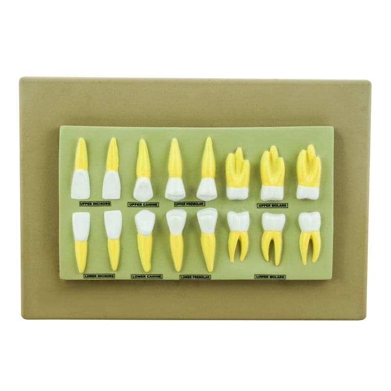 Set of 16 models of teeth on the board