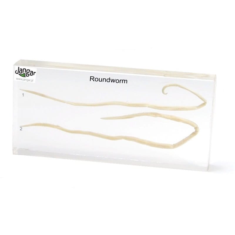 Parasite: roundworm - 2 specimens sunk in the material