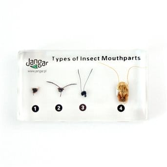 Insects' mouth apparatuses - 4 specimens sunk in the material