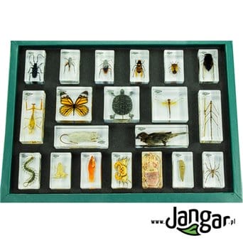 Animal Kingdom - collection of 20 acrylic blocks in a suitcase