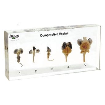 Brains - comparison, 5 specimens sunk in the material