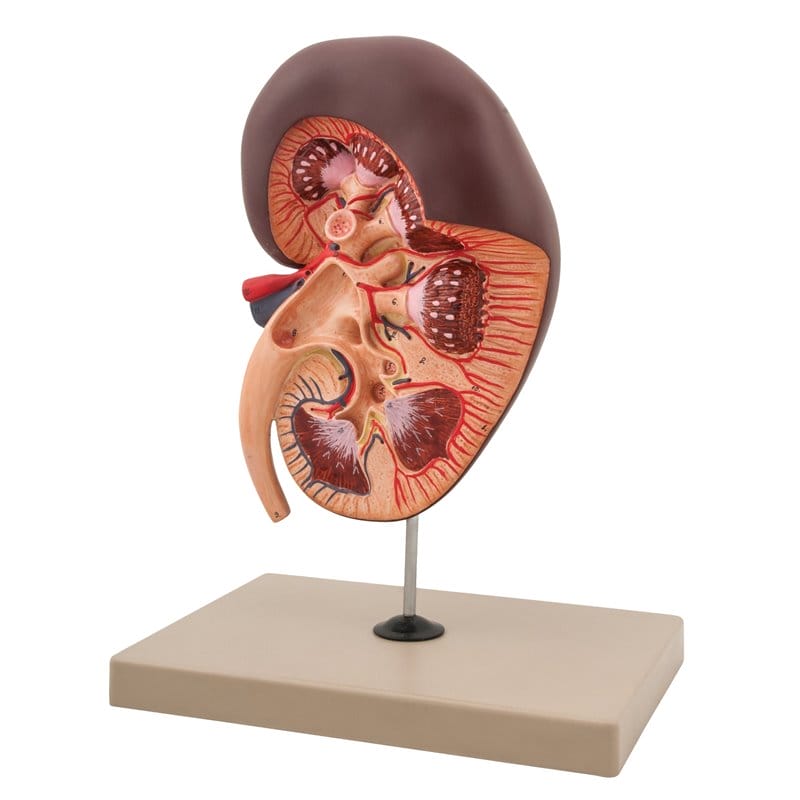 Human kidney model - large
