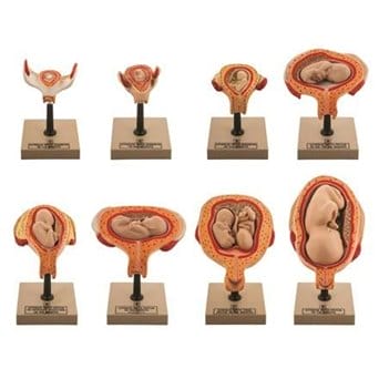 Human foetal development - 8 stages (8 models, 15 parts)