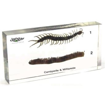Centipede and Millipede - 2 specimens embedded in acrylic block