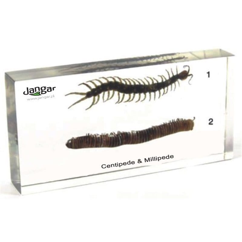 Centipede and Millipede - 2 specimens embedded in acrylic block