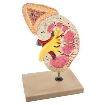 Human kidney model with adrenal gland - large, 2-part
