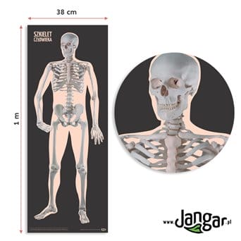 Mata - Szkielet człowieka – przód, 100 x 38 cm