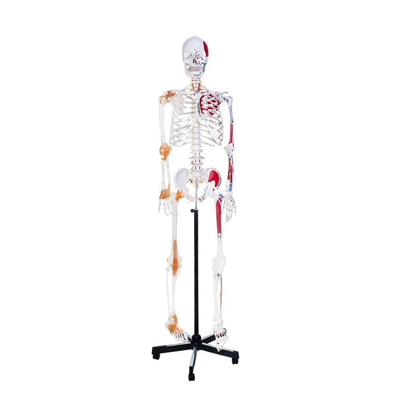 Model szkieletu człowieka, wersja rozszerzona
