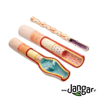 Artery, vein and capillary vessel - 3 models with sections