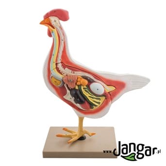 Anatomical model of a hen, 3b., natural size