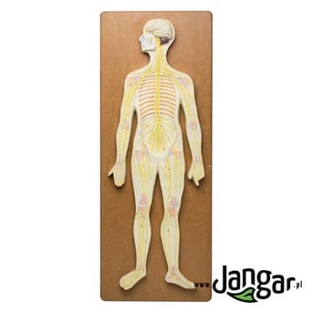 Układ nerwowy człowieka, model reliefowy - jangar.pl