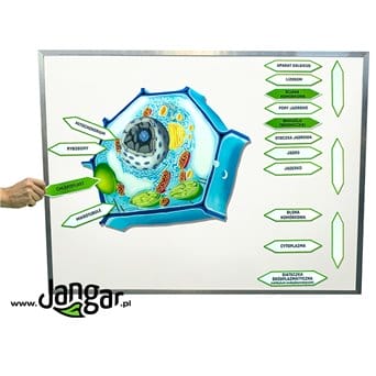Plant cell, magnetic model with descriptions - jangar.pl