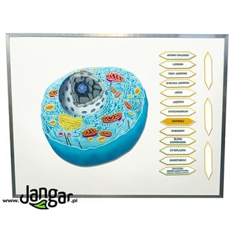 Animal cell, magnetic model with descriptions - jangar.pl