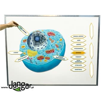 Animal cell, magnetic model with descriptions - jangar.pl
