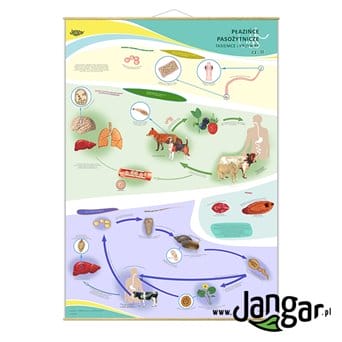 Wall board: Parasitic flatworms, tapeworms and flukes, 90x130 cm - jangar.pl