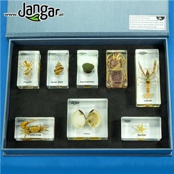 Marine fauna - a collection of 8 specimens embedded in plastic