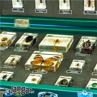 Arthropods - a collection of 30 acrylic blocks in a suitcase