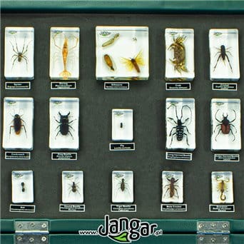 Arthropods - a collection of 30 acrylic blocks in a suitcase