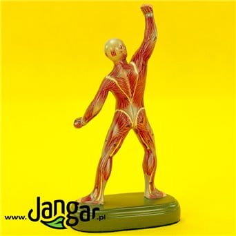 General model of human musculature, 1/10 UKN. - jangar.pl