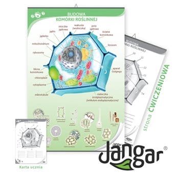 Double-sided chart: Plant cell structure / training page, 68x100 cm, laminated, with a hanging rail  - jangar.pl