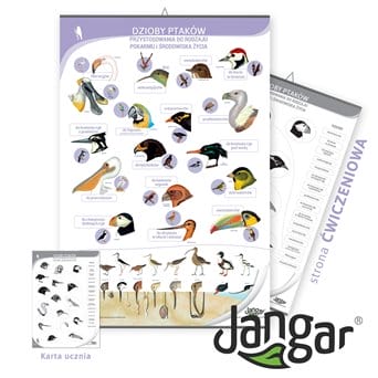 Double-sided board: Bird beaks / training page, 68x100 cm, laminated, with a hanging rail