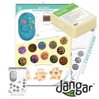 Board: Bacteria with dry erase marker and slide set - jangar.pl