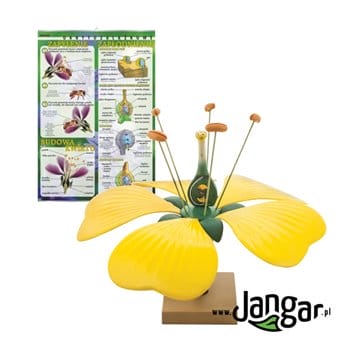 Flower construction board with indicator and model - jangar.pl