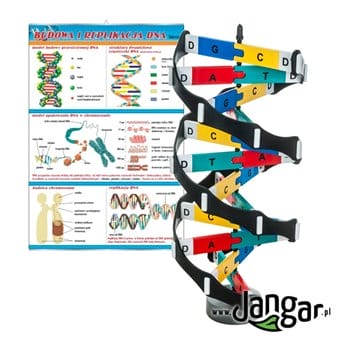 DNA model with labeled bases with indicator and board Structure and replication of DNA - jangar.pl