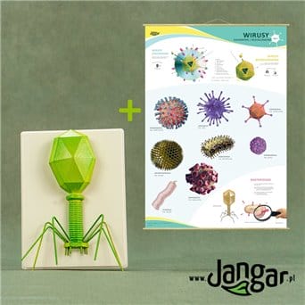 Bacteriophage model with indicator and board: Sheath viruses/membraneless viruses - jangar.pl