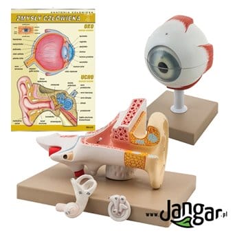 Models of the human eye and ear with board:  Human senses ear, eye - jangar.pl