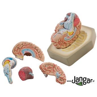 Human brain model, 8-part, on the base - jangar.pl