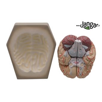 Model mózgu ludzkiego, 8-częściowy, na podstawie (1) - jangar.pl