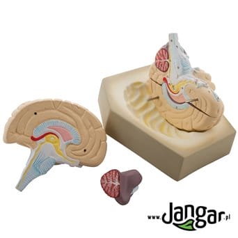 Model mózgu ludzkiego, 4-częściowy, podstawowy - jangar.pl