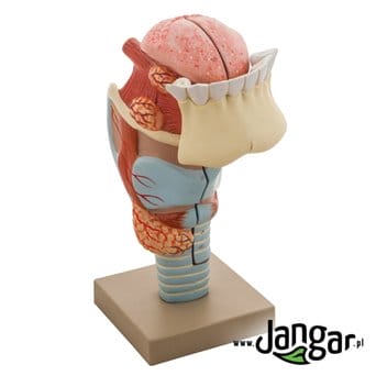 Larynx model with tongue and teeth, 3-piece