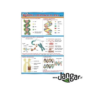 Wall Board: DNA Structure and Replication