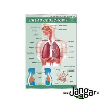 Wall board: The human respiratory system