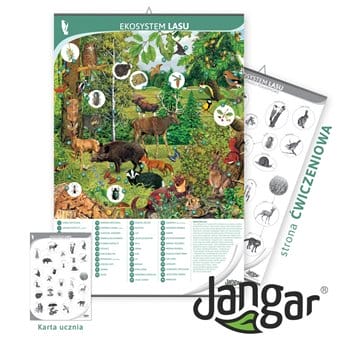 Plansza dwustronna: Ekosystem lasu/strona ćwiczeniowa, 68x100 cm, laminowana + karty sprawdzające dla ucznia