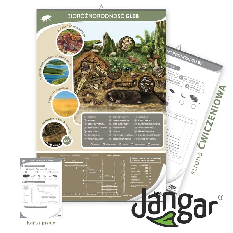 Plansza dwustronna: Bioróżnorodność gleby/strona ćwiczeniowa, 68x100 cm, laminowana + karta pracy dla ucznia