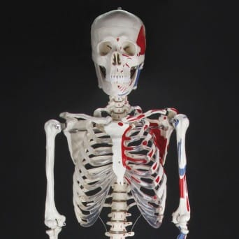 A model of the human skeleton on a base, with the muscle elements marked