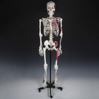 A model of the human skeleton on a base, with the muscle elements marked