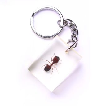 The specimen sunk in the material - The ant, the key ring