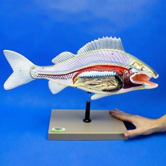 Prepared fish model